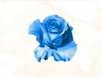 Blue Rose