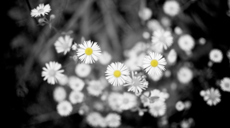 Daisies - flowers, daisies, flower, simple