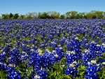 Wild Flowers