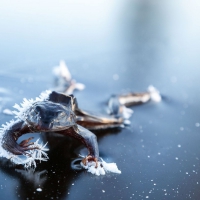 Frozen frog