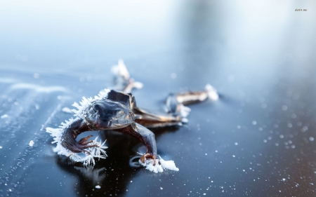 Frozen frog - frosty, animals, frog, photography, widlife, frosted, cold, frozen, wild animals, winter, wallpaper, hd, nature, abstract, wilderness, frost, wild