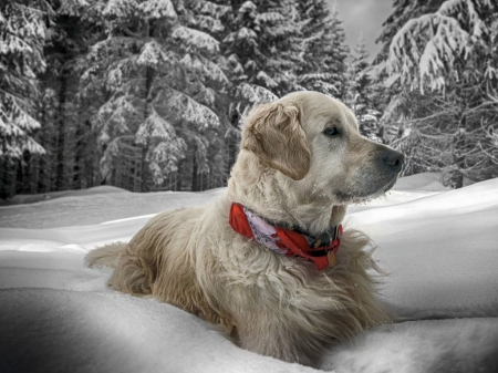 Dog in Winter - pine, dog, Snow, winter