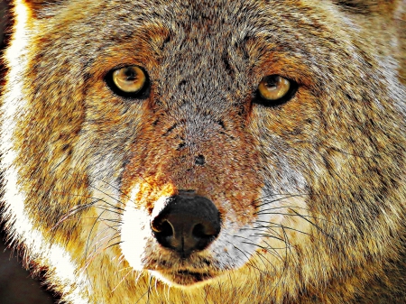 Wild Face - eyes, predator, wildlife, wolf