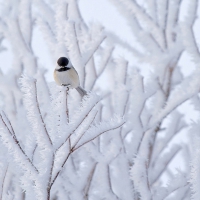 Winter bird