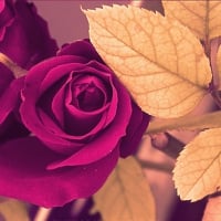 Red Rose and brown leaves