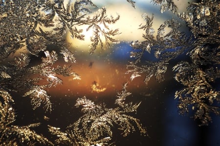 Ice Flowers - ice, winter, flower, window