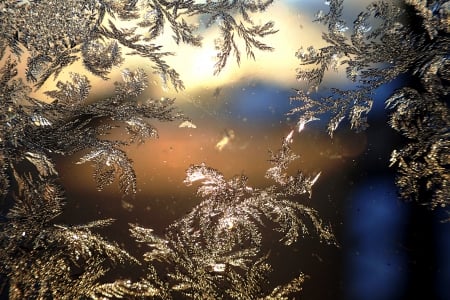 Ice Flowers - winter, ice, window, flower