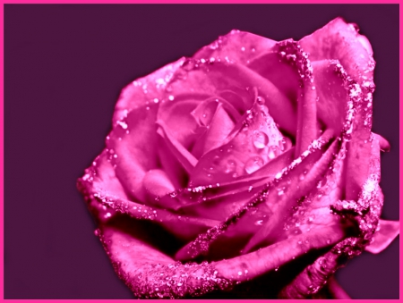 ...A ROSE â™¥ - color, rose, flower, pink