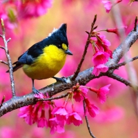 Spring Bird on the Branch