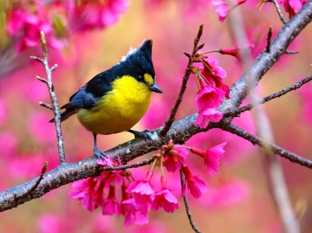 Spring Bird on the Branch - pink, branch, animal, flowers, spring, bird