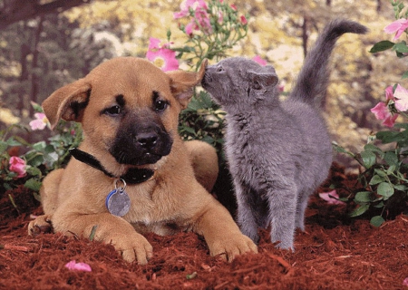 Friendship - animal, kitten, dog, friendship, puppy, cat