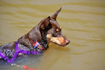 Brandy - love, swim, australian kelpie, adorable, fur kid, free wallpaper, nature, brandy, dog, river, refreshing, animal, brown and tan, shellandshilo