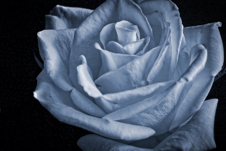 A Rose... - roses, flowers, rose, blue