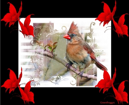 CARDINAL BIRD - creation, pretty, cardinal, bird