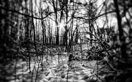 In trees - twigs, landscape, scene, snow, light, view, black and white, sun, abstract, sunlight, branches, winter, photography, HD, sinshine, tree, shine, wallpaper