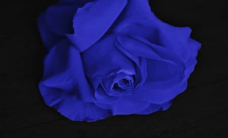 Unique Blue Rose