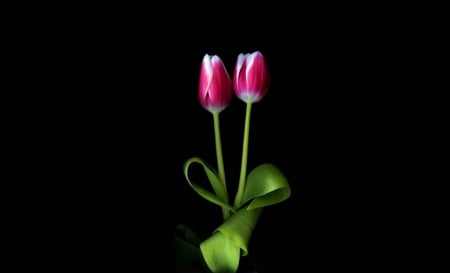 Amazing Tulips - Nature, Flowers, Beautiful, Tulips, Pink