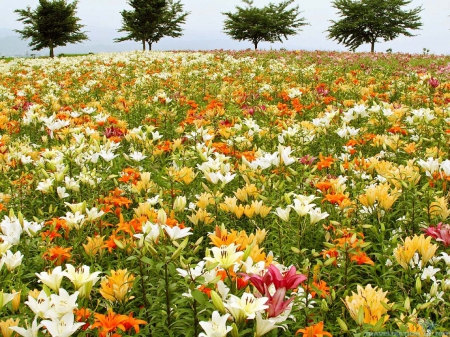 Field of Lilies - fields, nature, lilies, lily fields, flower fields, flowers