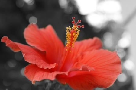 ♥Hibiscus. - Hawaii, hibiscus, flower, red