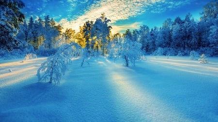 Winter Morning - sky, firs, clouds, snow, sunshine