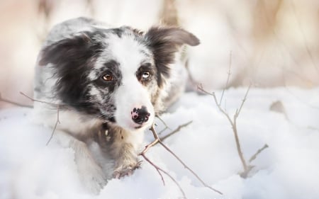 In the snow - white, animal, winter, black, australian, shepherd, snow, dog