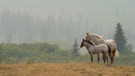 LOVELY HORSES