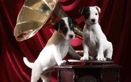 Music lovers - white, puppy, red, dog, animal, music