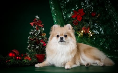 Merry Christmas! - decoration, chihuahua, dog, tree, christmas, white, animal, craciun, red, green