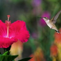 Humming-bird