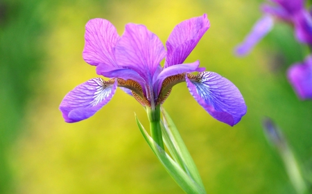 Iris - purple, summer, green, iris, flower, pink