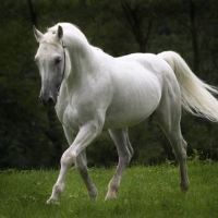 WHITE STALLION