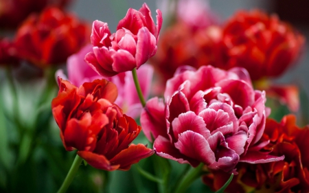 Tulipes - pink, red, tulipe, green, spring, flower