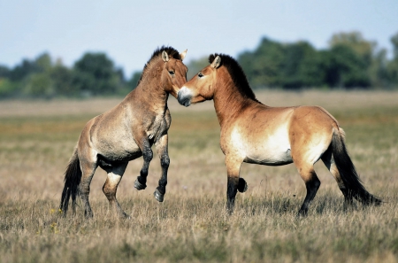 WILD HORSES - horses, animals, wild, fields, nature