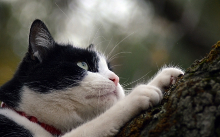 Waiting - white, animal, black, cat, tree, wood