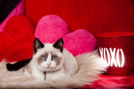 XOXO - white, red, animal, pink, valentine, heart, cat