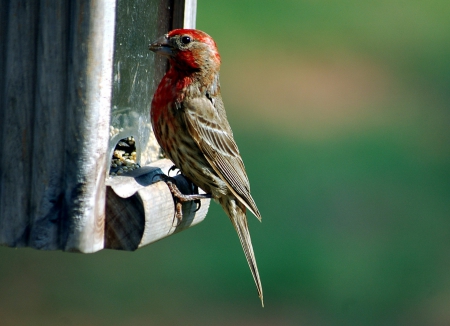 Red Headed Finch - red, animals, finches, birds