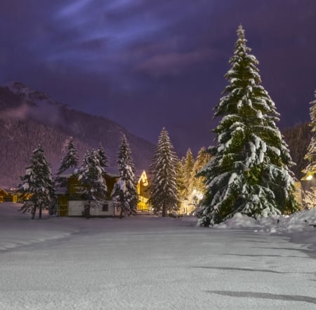 Winter - snow, wonderful, trees, winter