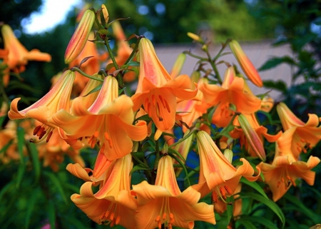 Orange Flowers