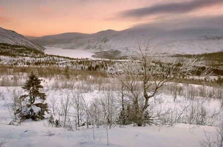 Winter beauty - winter, nature, snow, beautiful