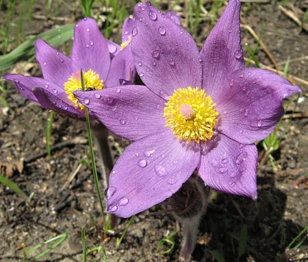 Purple Flowers - flowers, purple, wild, nature