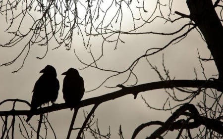 Black friends - abstract, birds, winter, raven, photography, wilderness, HD, wild animals, dark, nature, crow, autumn, wildwildlife, animals, wallpaper