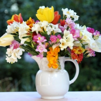 Tulips and Freesia