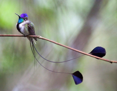 Blue Hummingbird - hummingbirds, birds, blue, feathers, animals