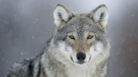 Wolf in Snowstorm - wolves, animals, snow, winter, snowing