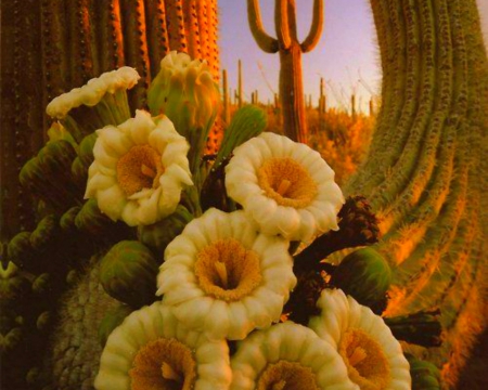 Beautiful Flowers - cactus, flowers, deserts, bloom