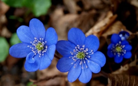 Blue Petals - nature, flowers, bloom, blue