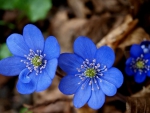 Blue Petals