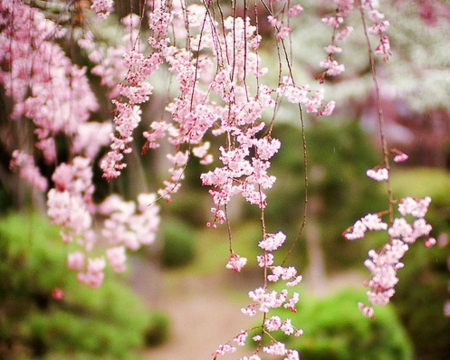 Beautiful Flowers - flowers, spring, pink, nature