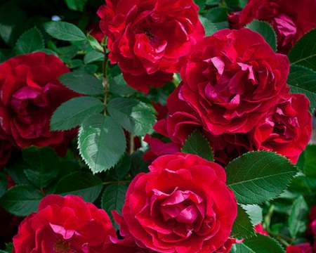 Red Roses - flowers, red, roses, nature