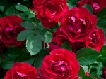 Red Roses